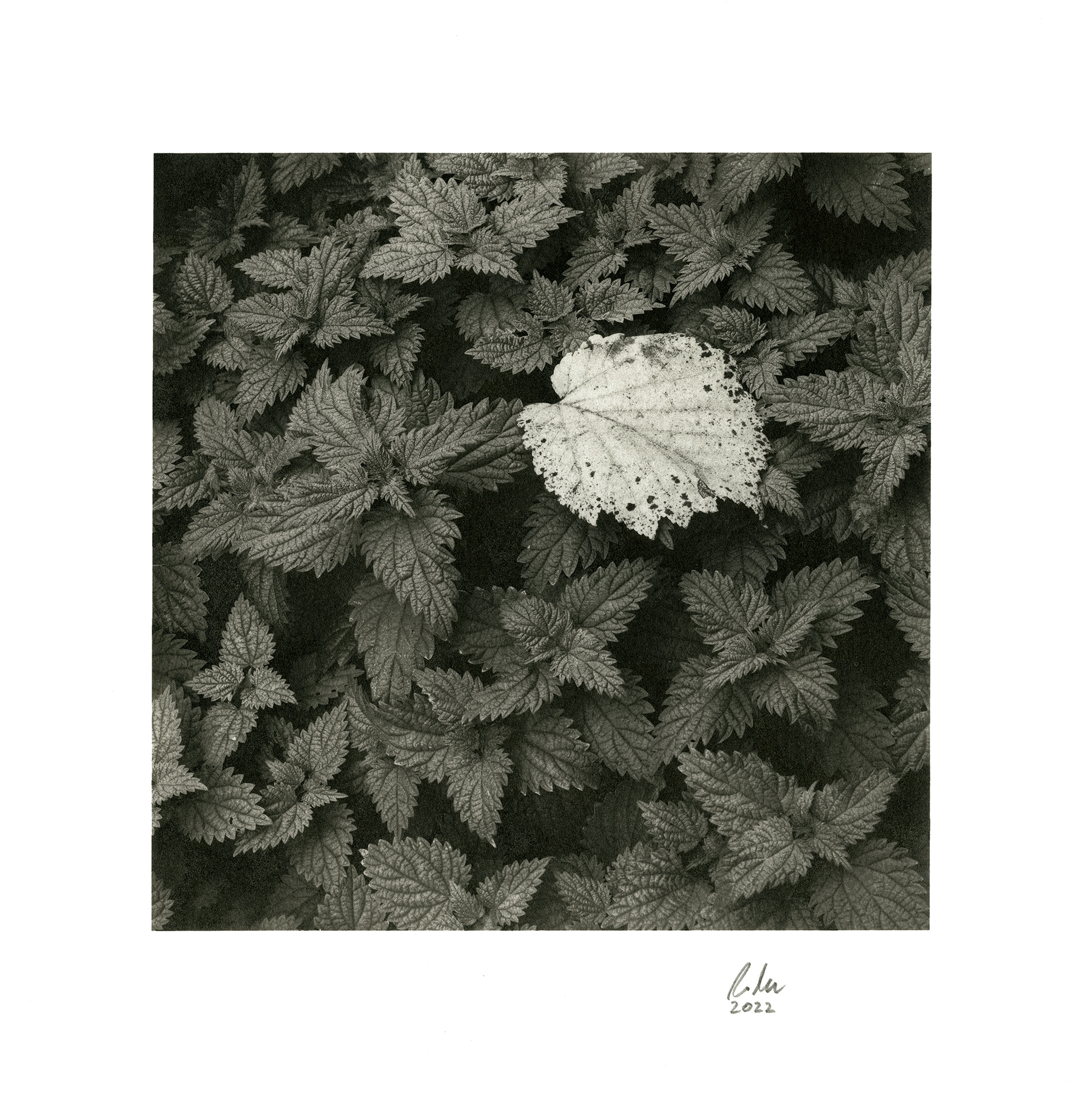 moersch-edeldruck-silber-pop-lobotype-auskopierverfahren image 6