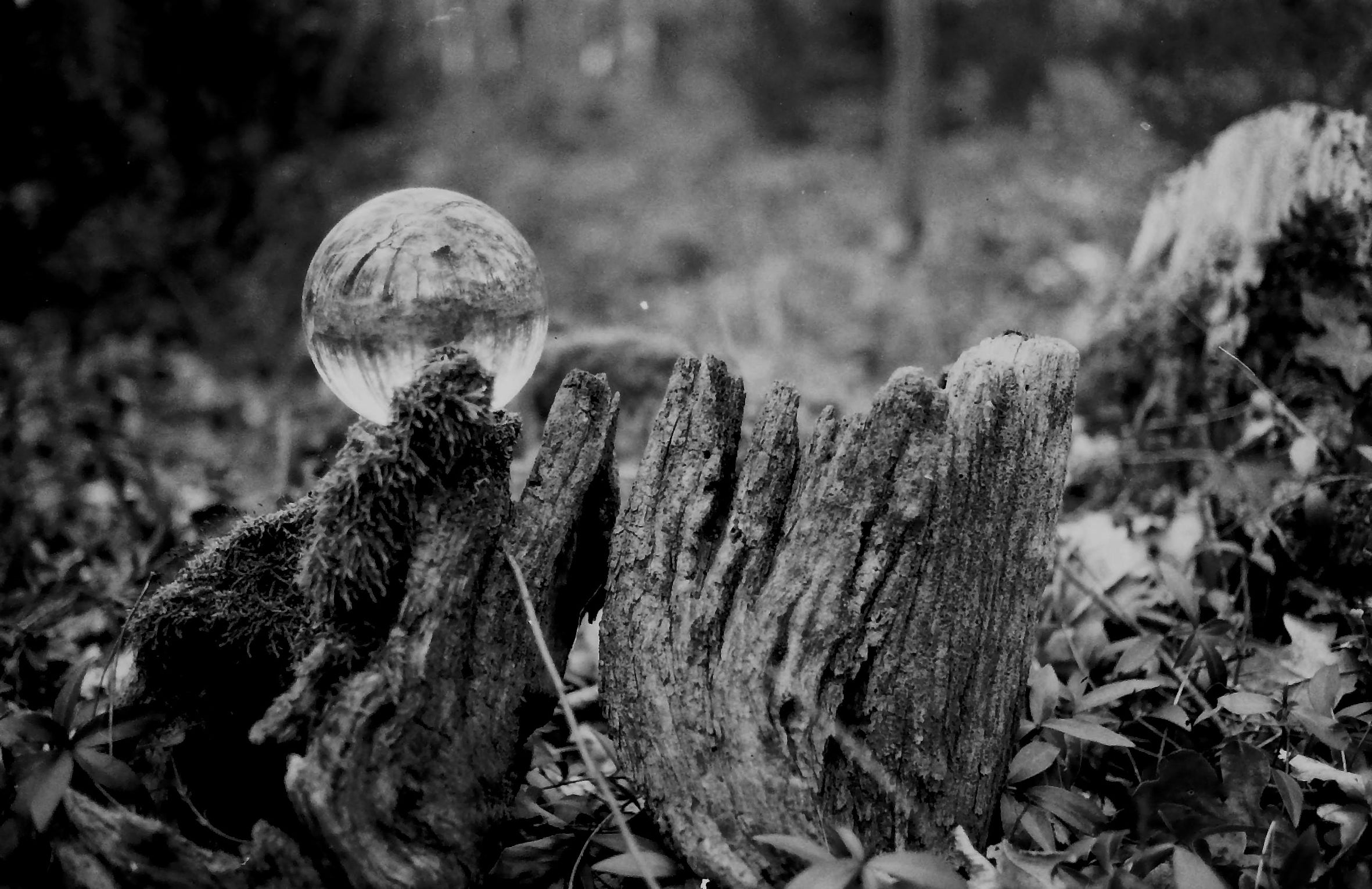 orwo-wolfen-np100-35mm-s-w-film-36-aufn-100-asa image 3