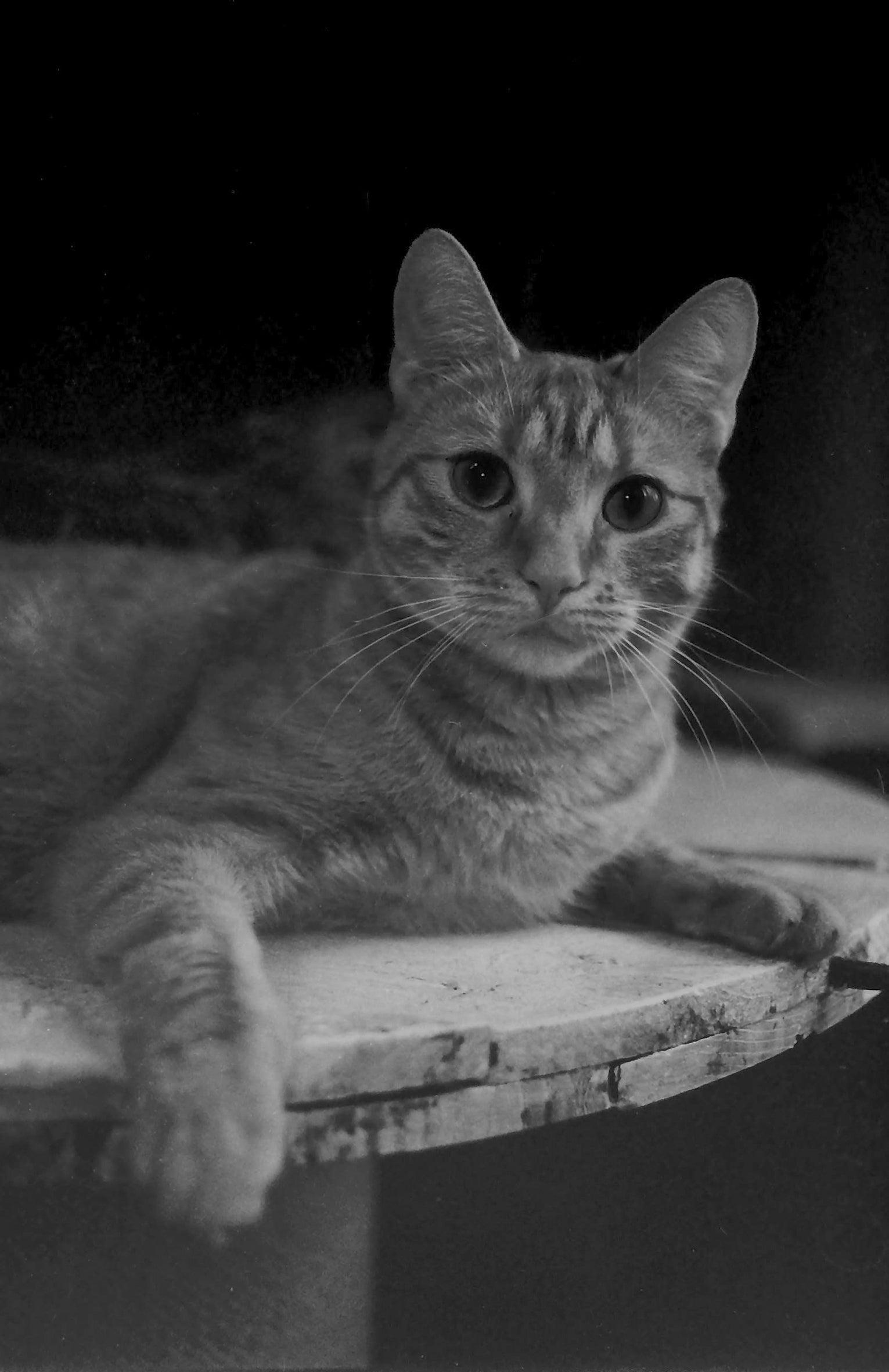 orwo-wolfen-np100-35mm-s-w-film-36-aufn-100-asa image 7