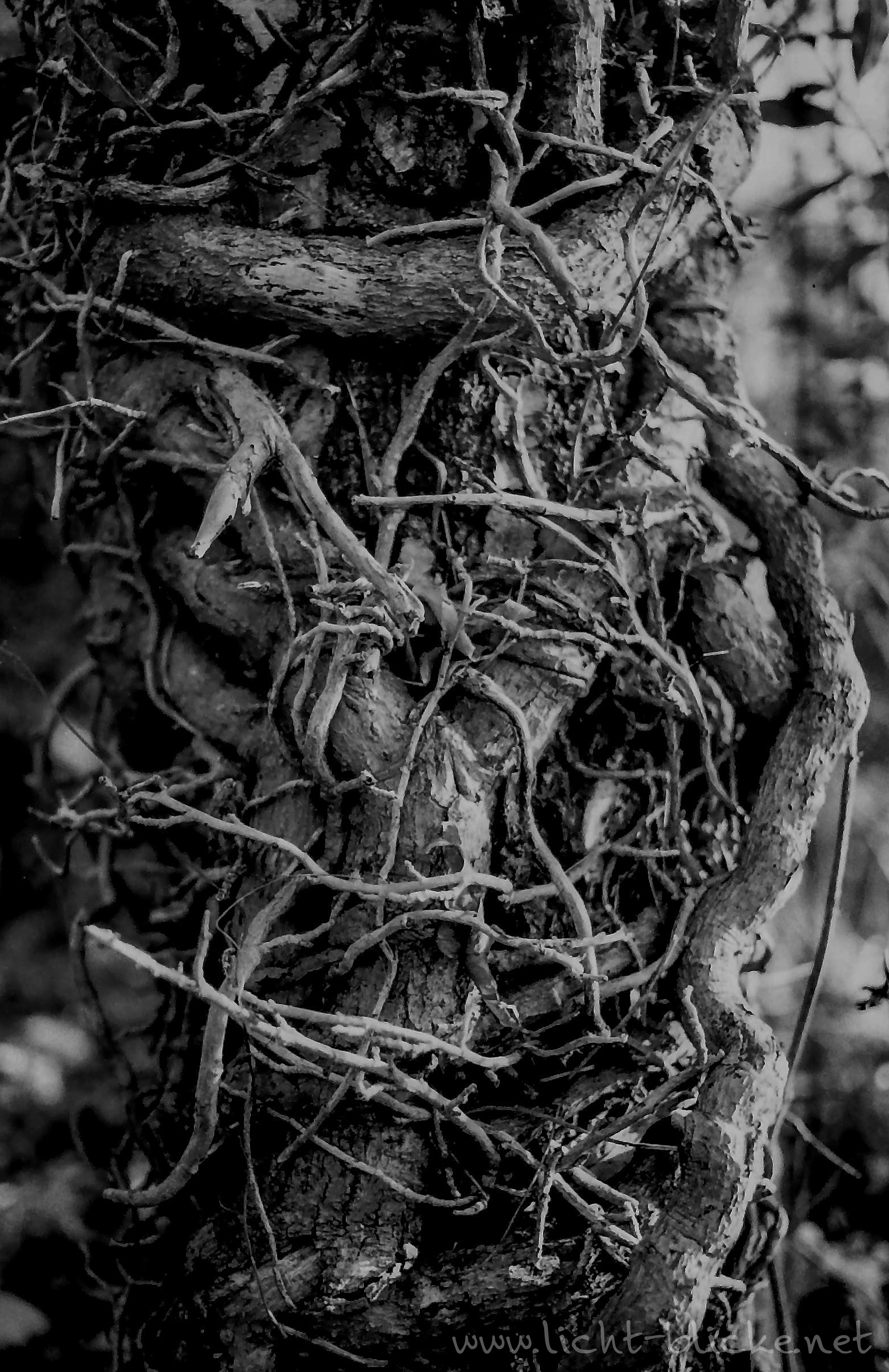 original-wolfen-un54-schwarzwei-film-36er-iso-100 image 7