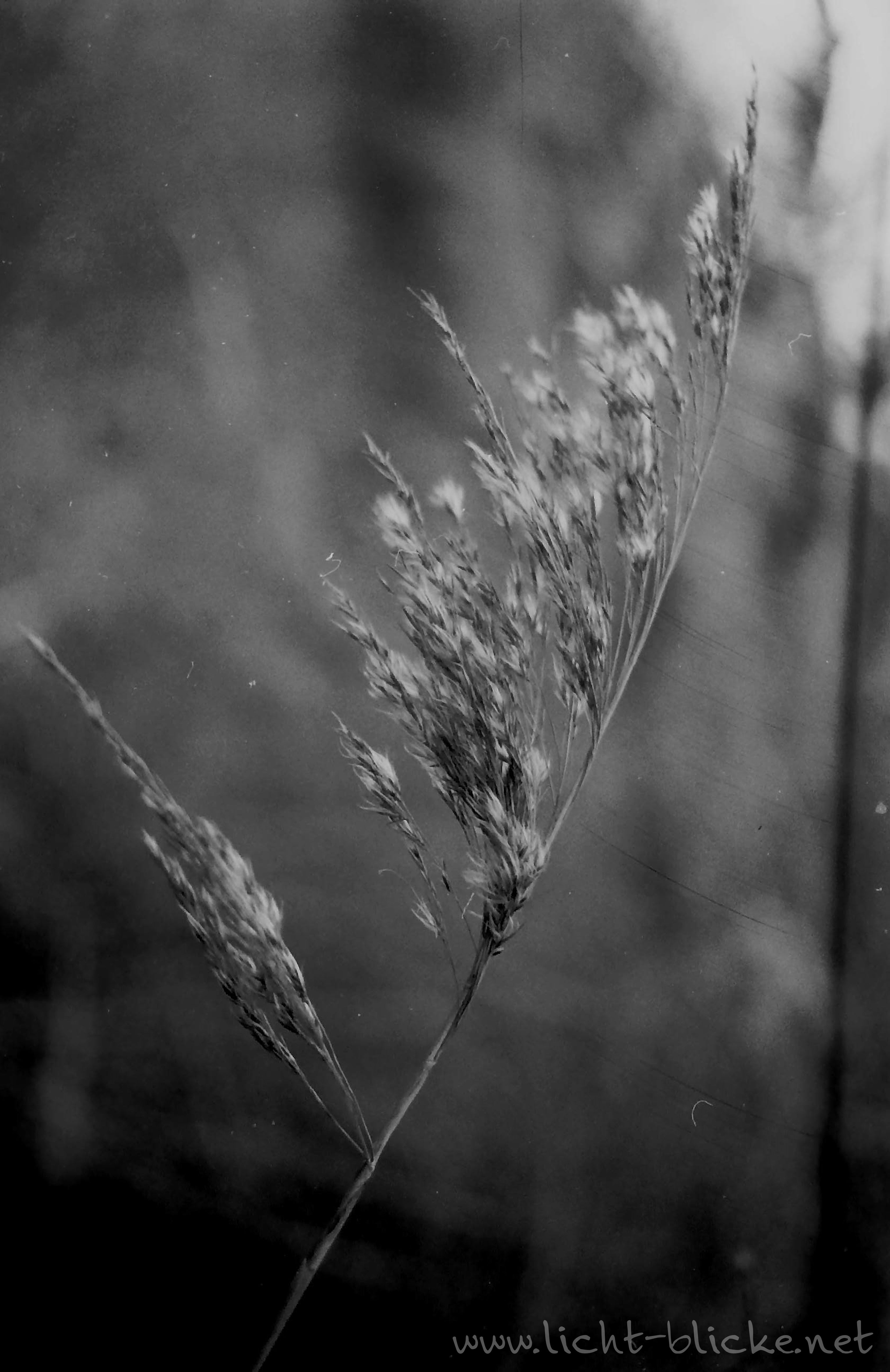 original-wolfen-un54-schwarzwei-film-36er-iso-100 image 4