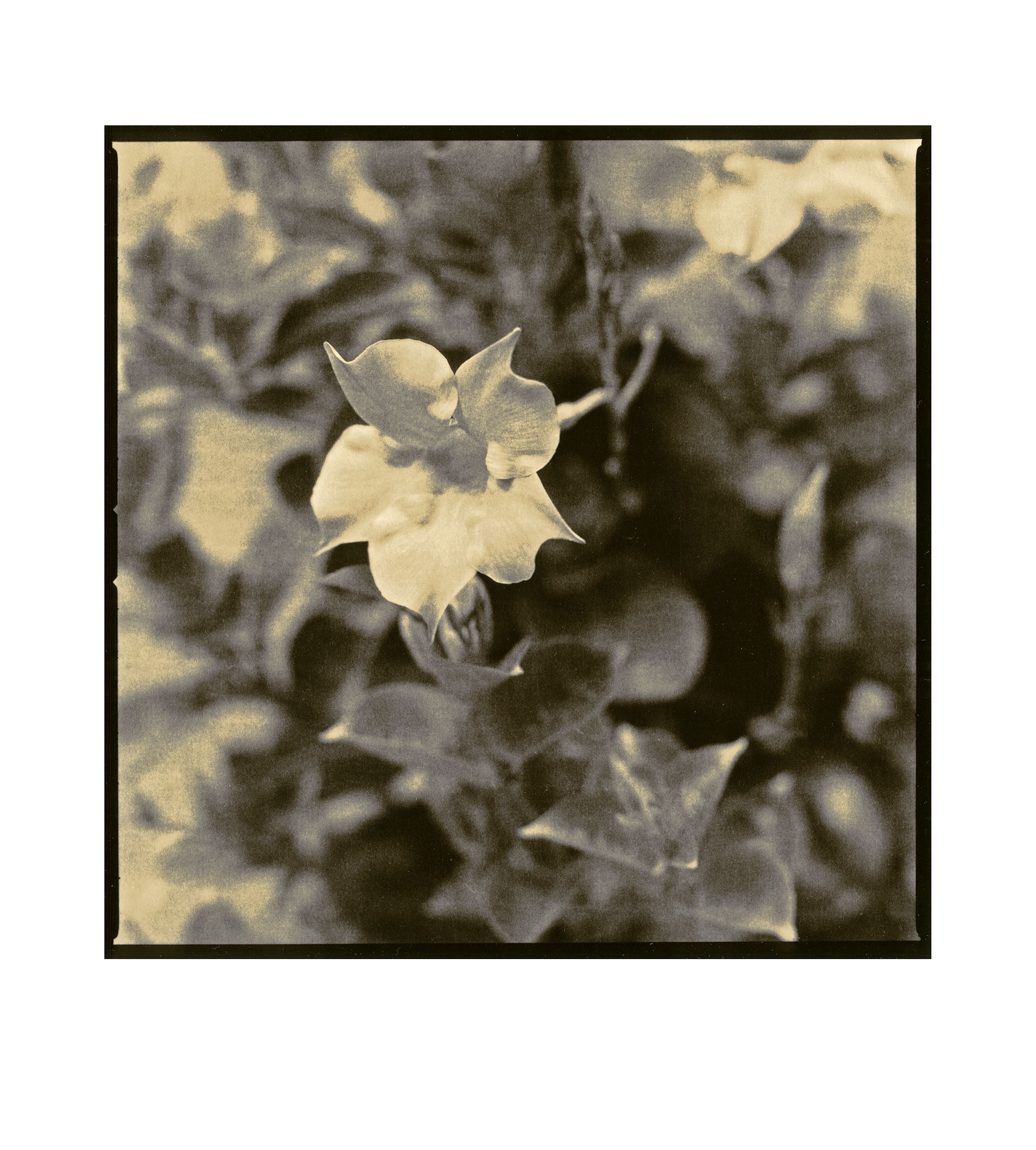 moersch-toner-mt4-siena-schwefeltoner-polysulfid image 8