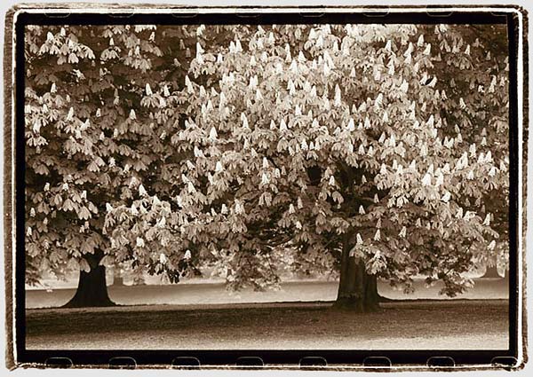 moersch-mt5-sepia-schwefeltoner-polysulfidtoner-k-hlbraun image 2