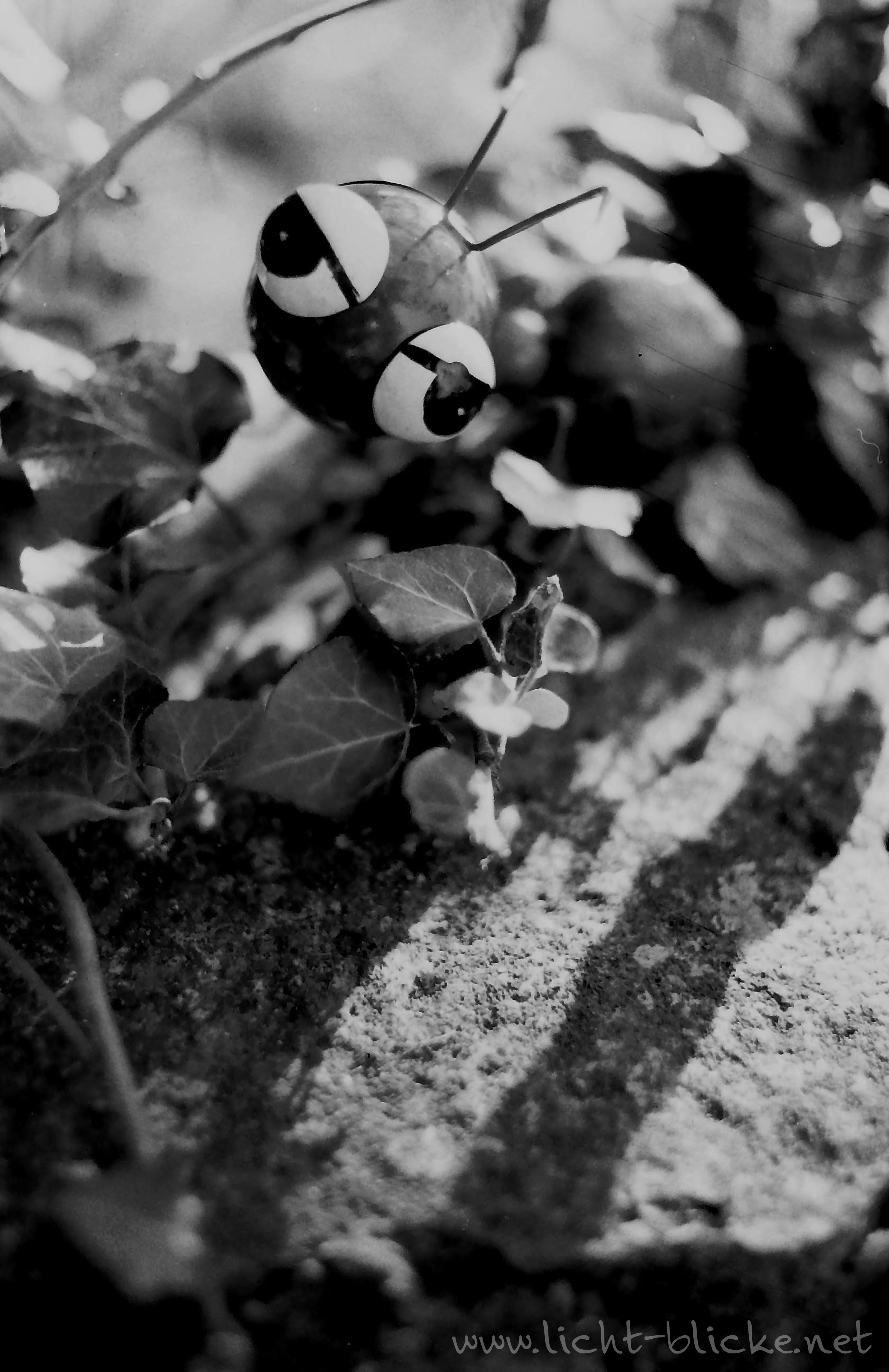 original-wolfen-un54-schwarzwei-film-36er-iso-100 image 6