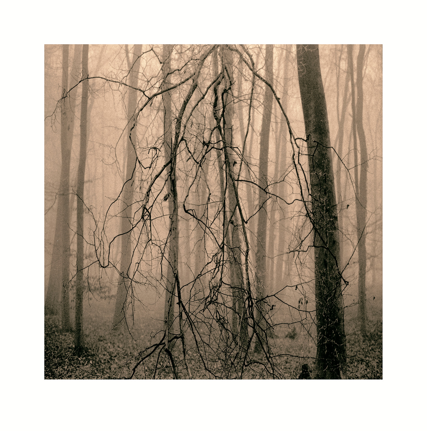 moersch-lith-easylith-lithentwickler-200-ml image 4