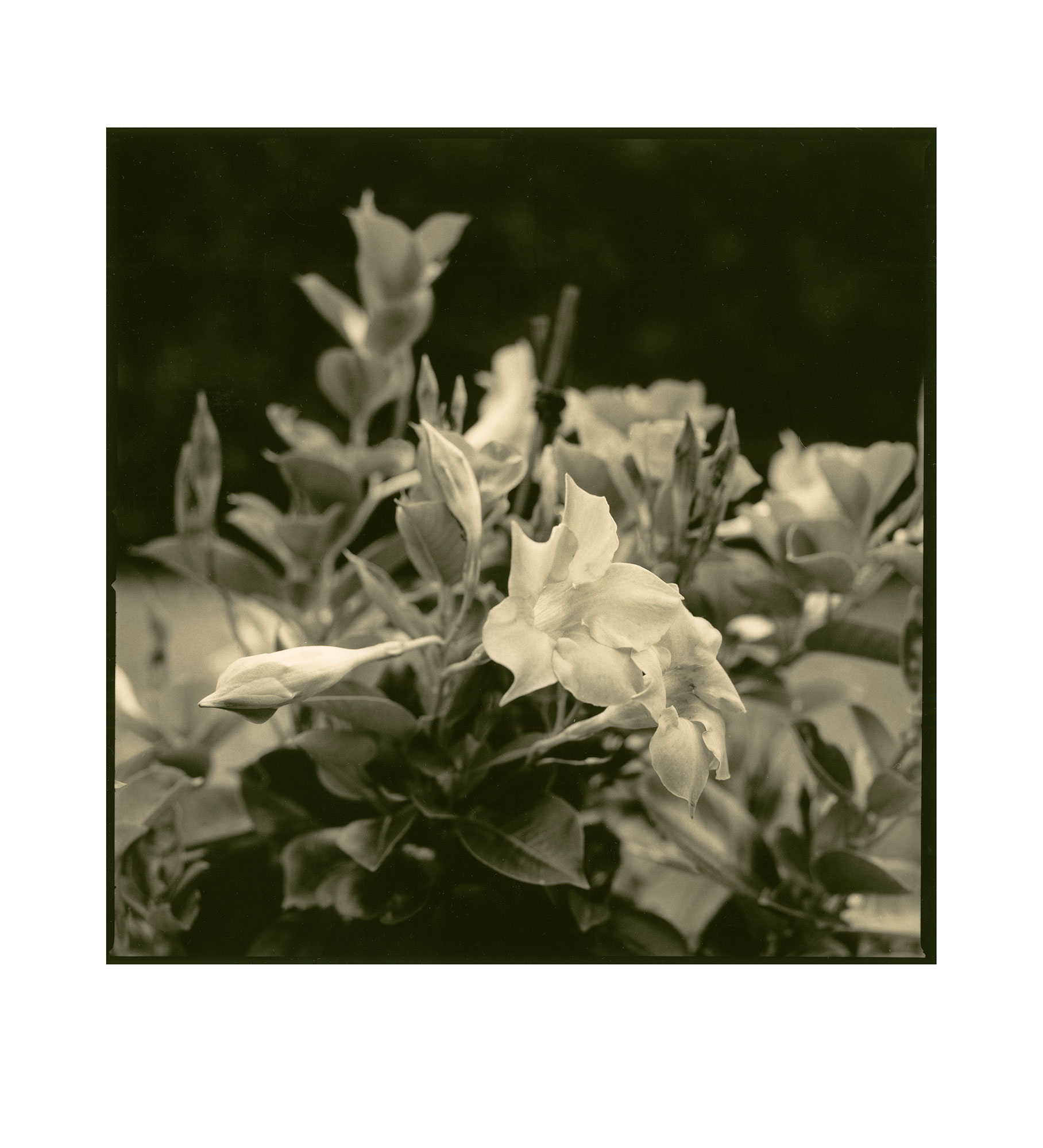 moersch-bleicher-bleicherkonzentrat-f-r-mt-toner image 3