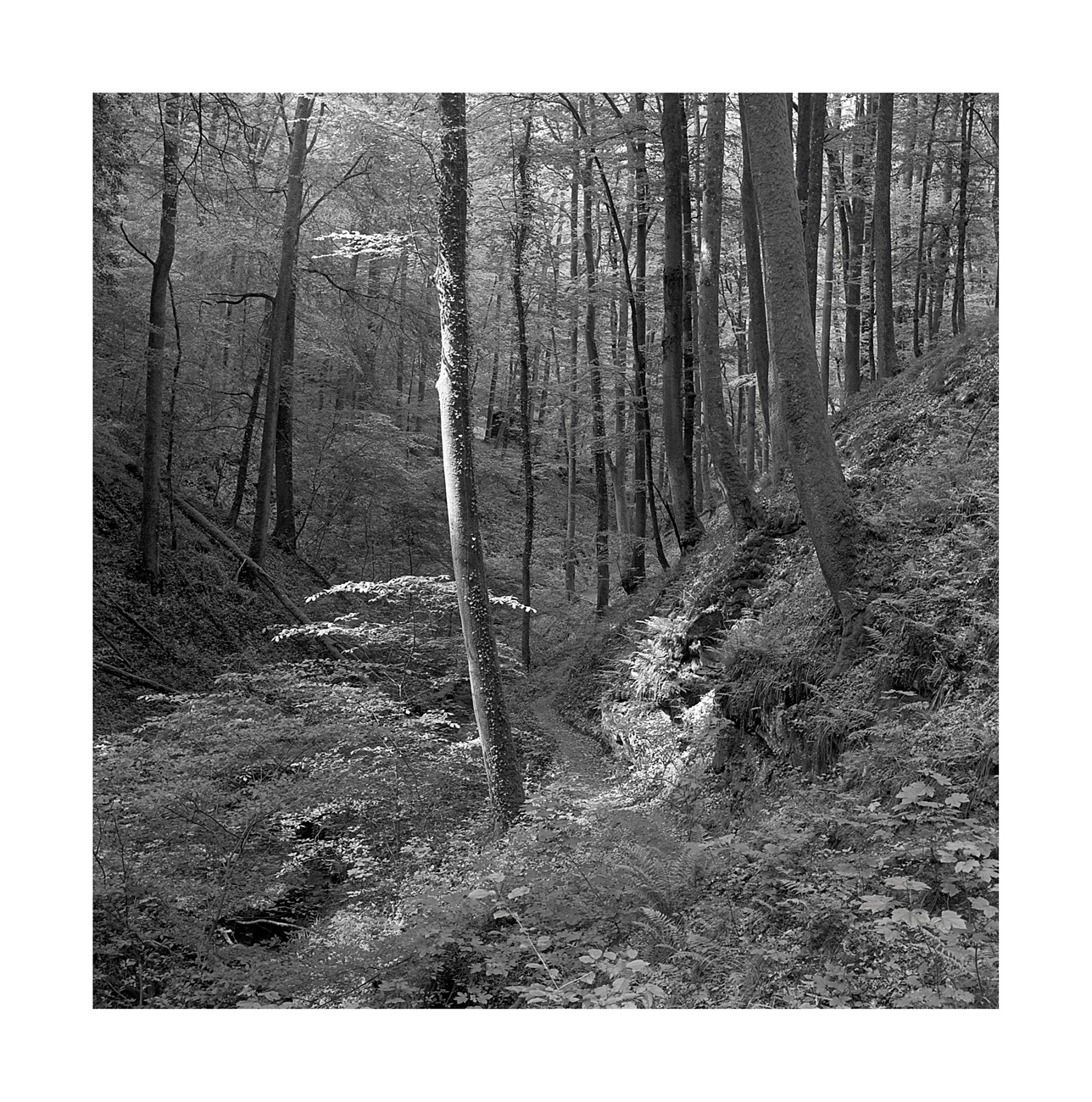 moersch-se6-blue-positiventwickler-1-l-blauton image 3