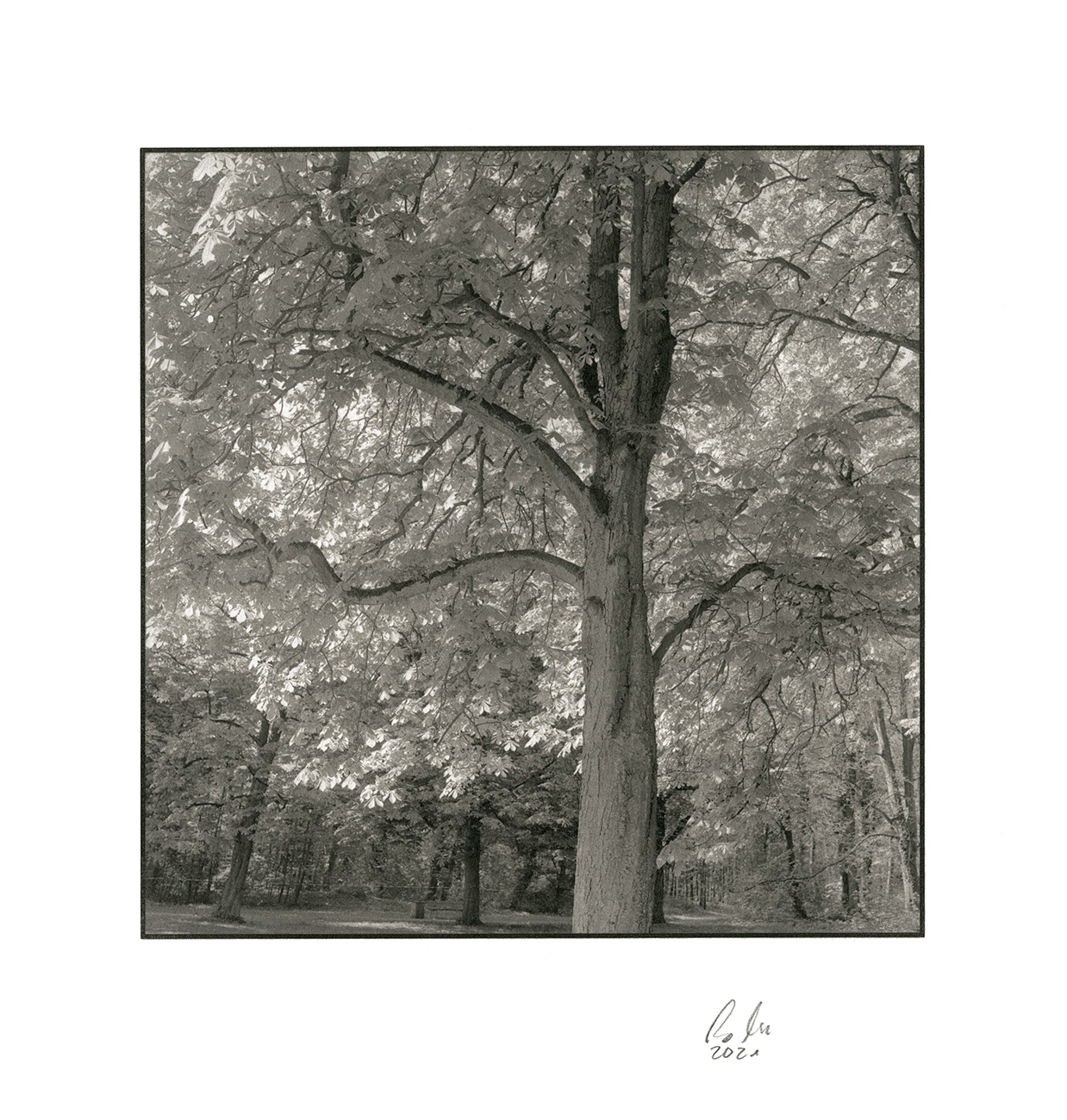 hahnem-hle-platinum-rag-papier-300-g-m-baumwollwei image 3