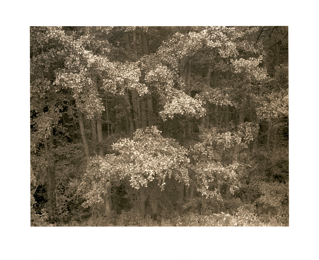 moersch-eco-film-developer-negativentwickler-feink-rnig-2-teilig image 4