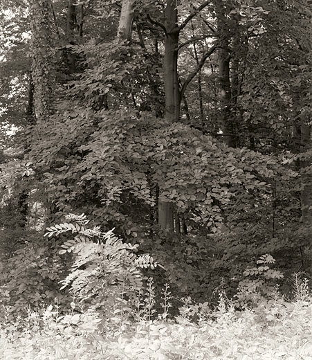 moersch-se4-neutral-positiventwickler-f-r-neutralton-dmax image 8