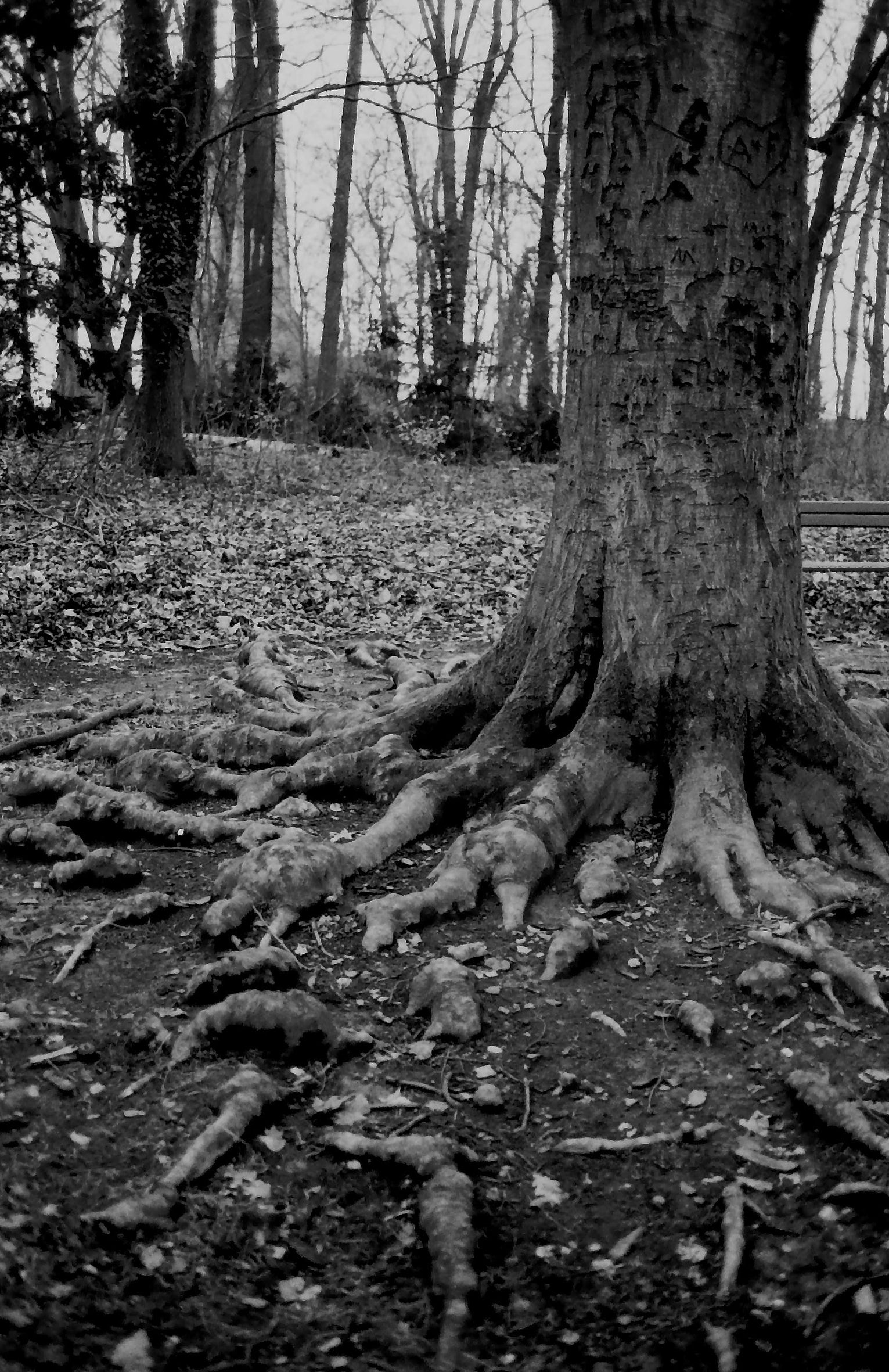 orwo-wolfen-np100-35mm-s-w-film-36-aufn-100-asa image 5