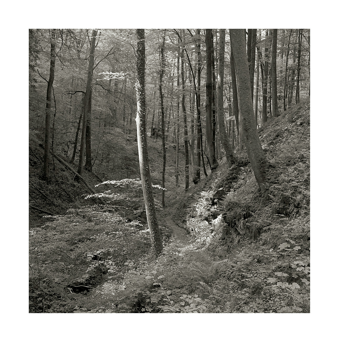 moersch-se4-neutral-positiventwickler-f-r-neutralton-dmax image 2
