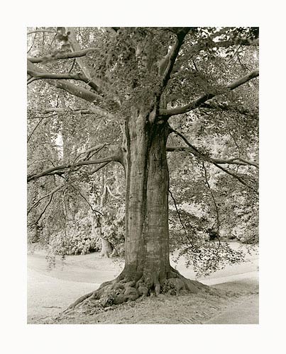 moersch-separol-positiventwickler-papier-pulver-ne-neutral image 7