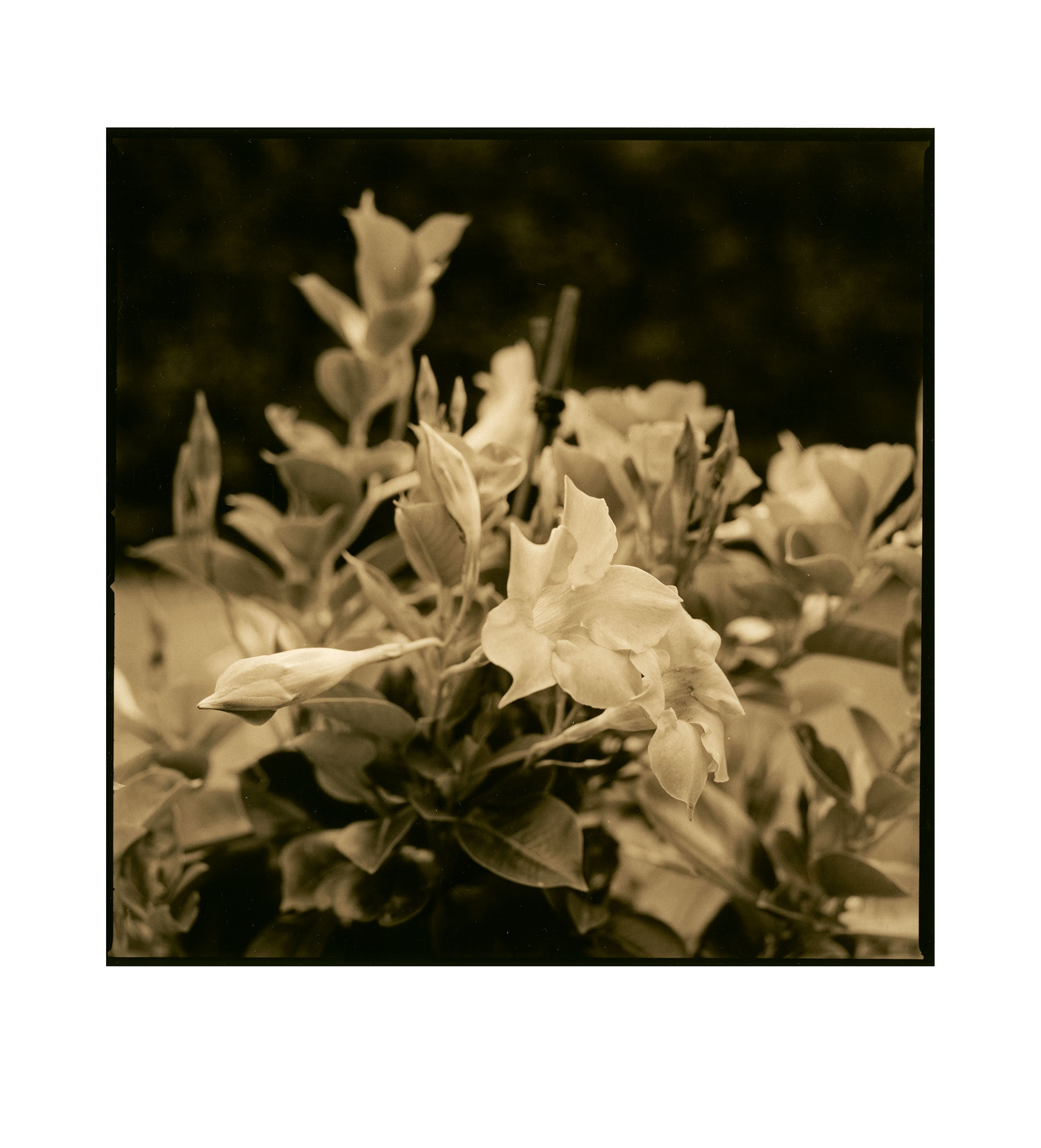 fomatone-131-fotopapier-warmtonpapier-f-r-dunkelkammer image 6