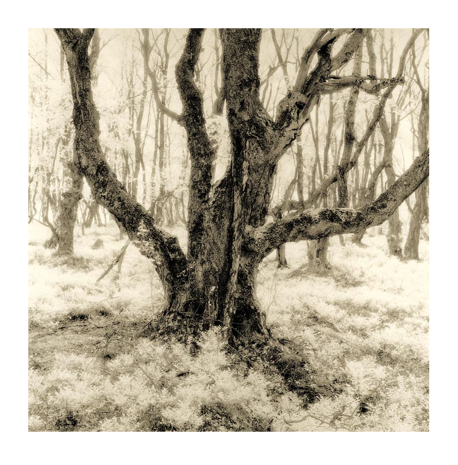 moersch-lith-easylith-lithentwickler-200-ml image 8